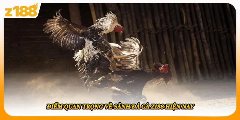 Điểm quan trọng về sảnh đá gà Z188 hiện nay